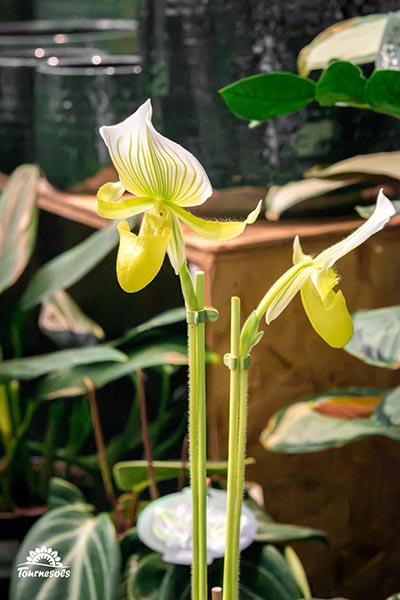 Paphiopedilum Maudiae Femma